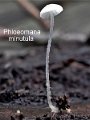 Phloeomana minutula-amf2114